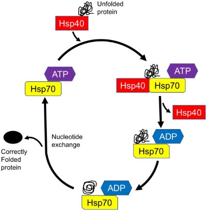 Model of chaperone-assisted protein folding by Hsp70-DnaJ.jpg
